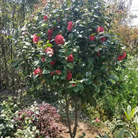 庐江县茶花大茶花树 山茶大花茶花 耐冬 庭院绿化苗 四季盆栽