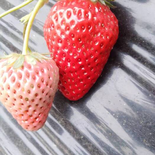 眉山红颜草莓   巧克力草莓地里直供一件代发需要的请dh