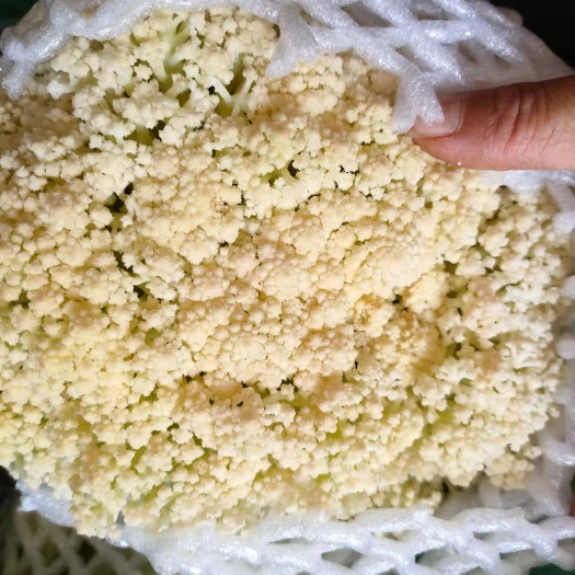 三原县白花菜花 加工厂松花菜