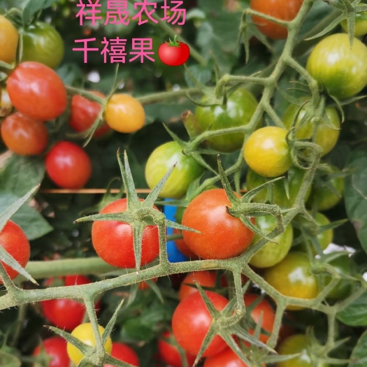 清远千禧圣女果 千禧小蕃茄，8-25克，甜度8-12，欢迎各地商家来品尝