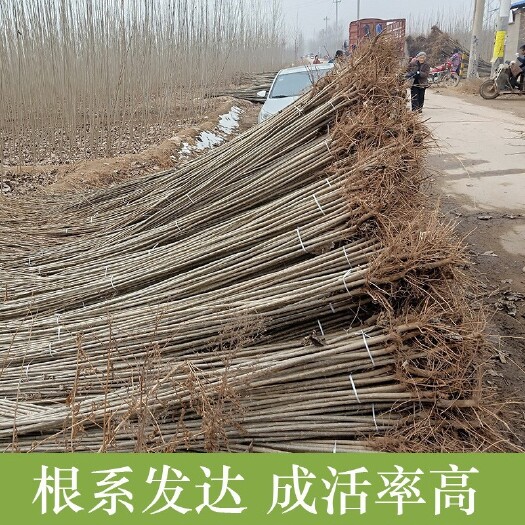  白杨树苗107108白杨速生无絮杨扦插苗杨树条杨树苗绿化植物