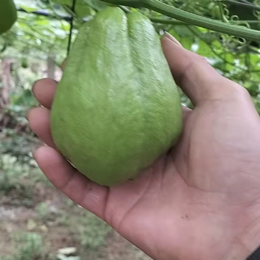 河口县佛手瓜 