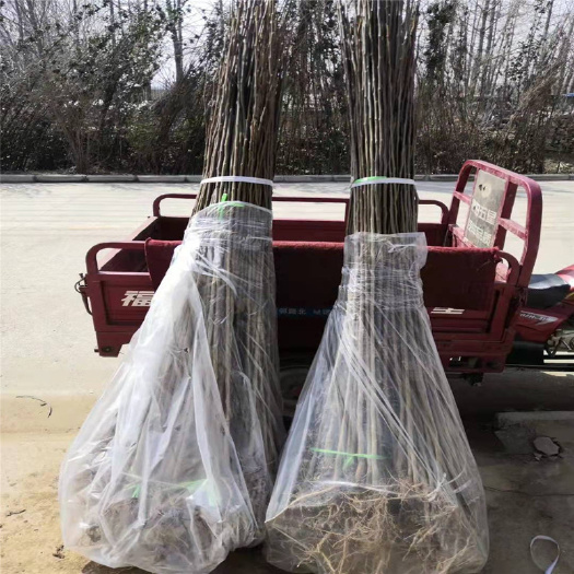 沭阳县供应2-3cm规格杜仲苗根系发达 现挖现卖工程绿化药材杜仲