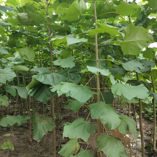  楸树种植绿化环境工程苗木 规格3公分速生楸树 山东速生楸树苗