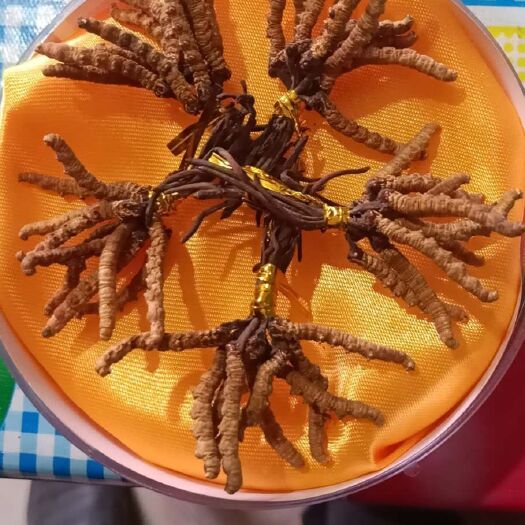 天祝县冬虫夏草 甘肃省武威市天祝藏族自治县 