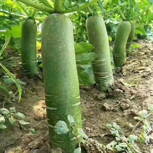 潍坊青萝卜 正宗潍县萝卜