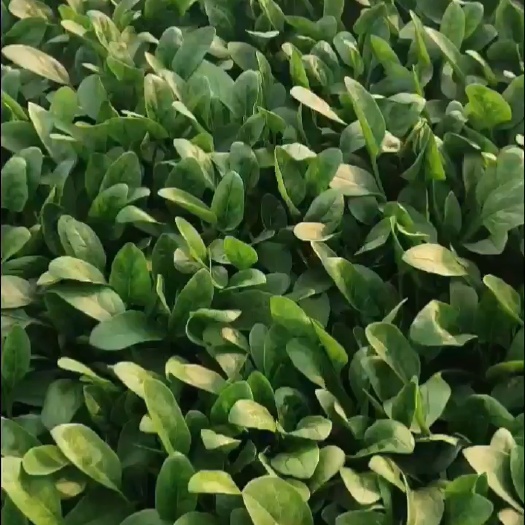 大叶菠菜 精品菠菜20-25公分，包装小工齐全