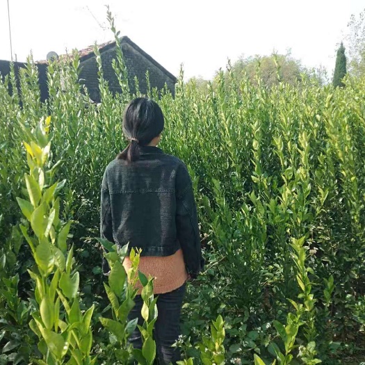 红安县爱媛28号柑桔苗 合作社培育嫁接柑橘苗，棵棵嫁接，品质有保障