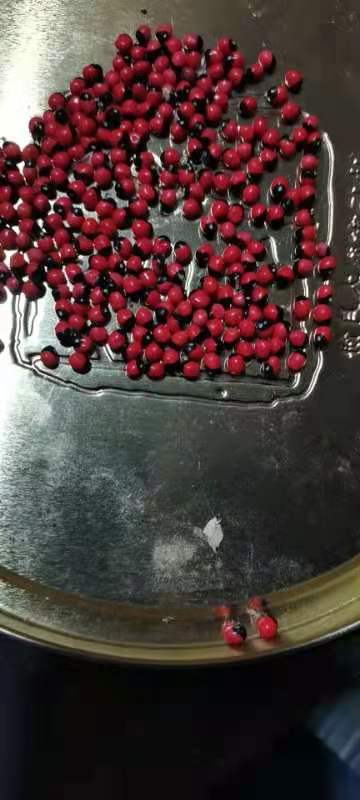 湛江相思树种子 相思豆