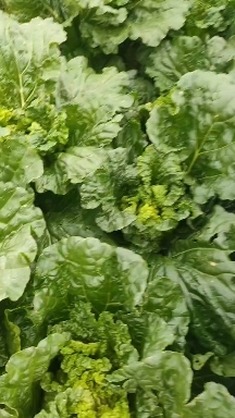 广州 青麻叶菜
