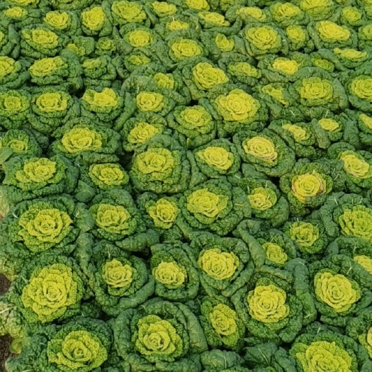 怀远县黄心乌 黄心菜