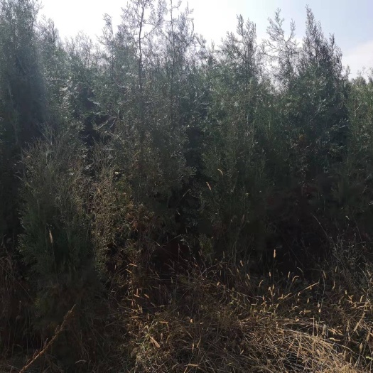 鲁山县侧柏苗  柏树苗 出售4万棵左右，高1米8至2米5，数量