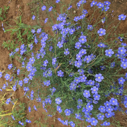 青州市蓝亚麻种植基地  蓝亚麻自产自销