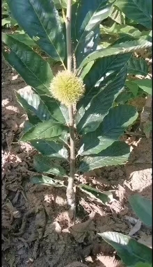 苍溪县板栗树苗 板栗苗，嫁接大板栗苗，