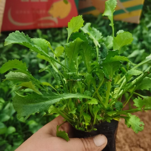 大滨菊  大斌菊  基地直供  货源充足   欢迎选购