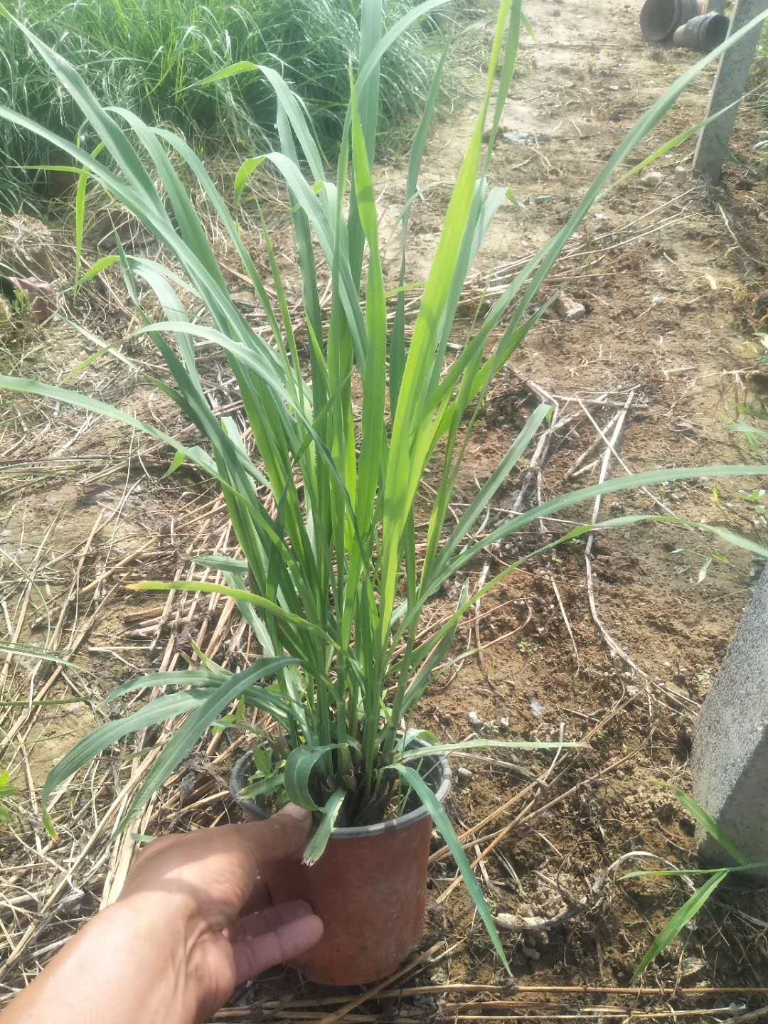 青州市香茅草种苗  香茅草   柠檬香茅