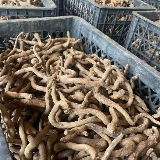 白魔芋种子一代芋鞭二代种脱水消毒基地直发全程技术指导包回收