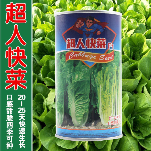 超人快菜种子 四季小白菜 高产抗病 抗寒抗热耐雨性强适应性强