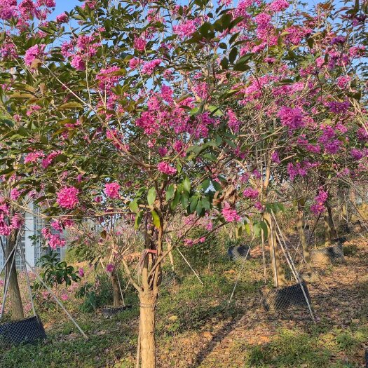 中山市正品绣球紫花风铃木，樱花风铃木