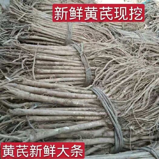 24年新货甘肃岷县新鲜黄芪500克现挖产地直发可搭配党参当归