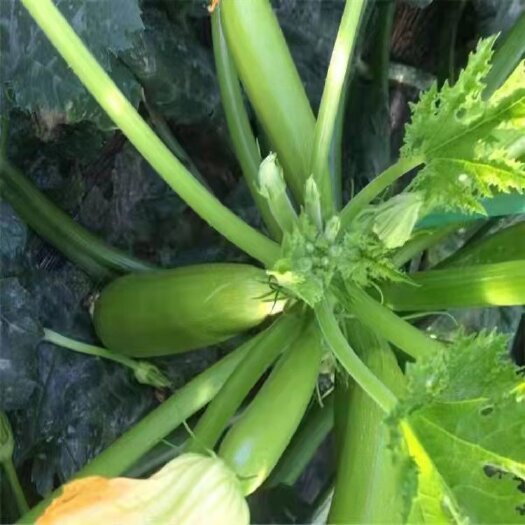 东方市 绿皮西葫芦0.8—1斤  长度20公分左右  直径6公分左
