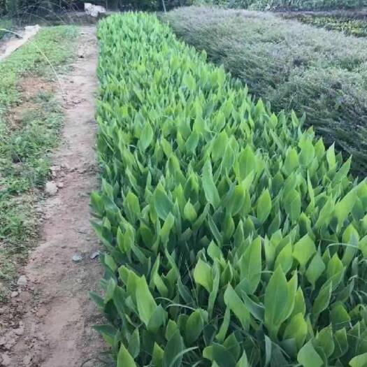 青州市粉美人蕉 水生美人蕉