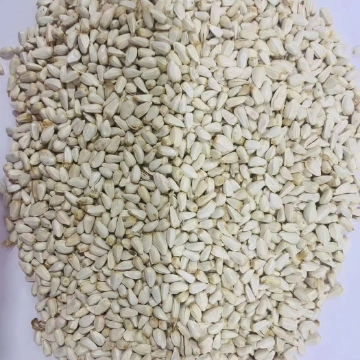 长沙 红花籽