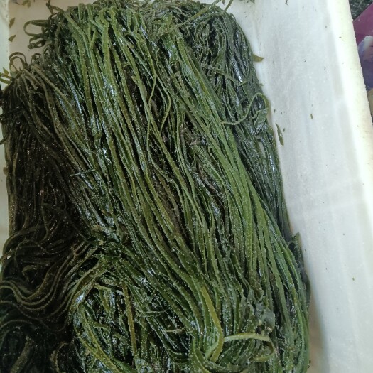 大连鲜海带 海带丝
