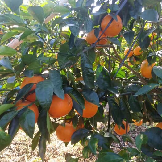博白县沃柑 广西壮族自治区玉林市博白县 