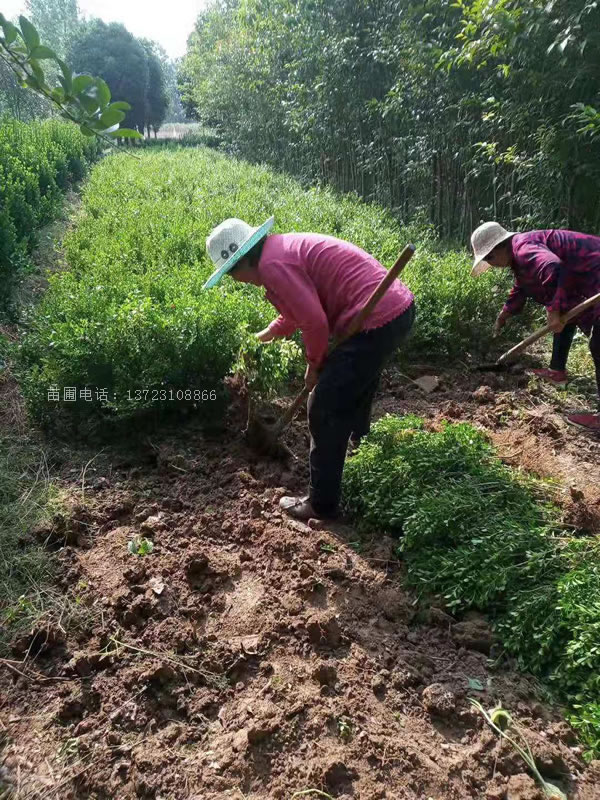  小叶黄杨苗_河南小叶黄杨苗