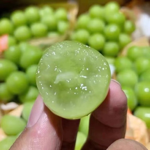 成都晴王葡萄当季水果整箱香印青提子新鲜无籽包邮顺丰快递