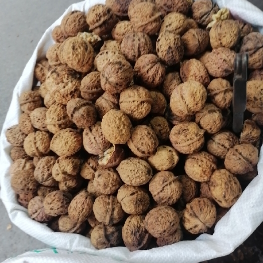 毕节薄皮核桃 优质脆皮核桃