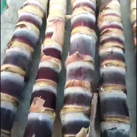 通许县甘蔗种子  正宗广西黑皮甘蔗苗