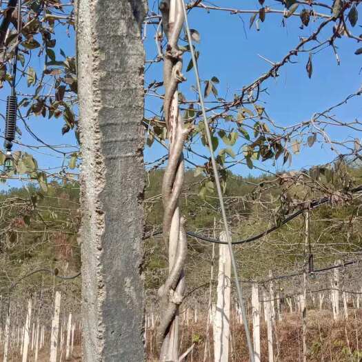 天台县八月瓜苗 八月瓜4年果树