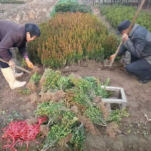 长沙 小叶黄杨苗_河南小叶黄杨苗