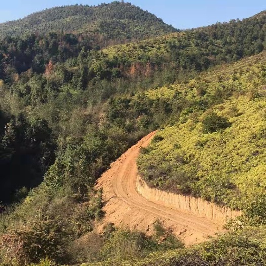 赣州果园  530亩山地