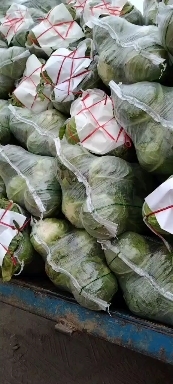 嘉鱼县圆包菜  精品优质甘蓝即将大量上市，欢迎新老顾客前来咨询选购
