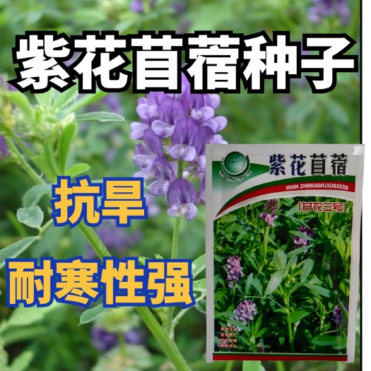 紫花苜蓿种子食用苜蓿菜紫花苜蓿种子种籽孑菜籽籽种饲料猪牛喂