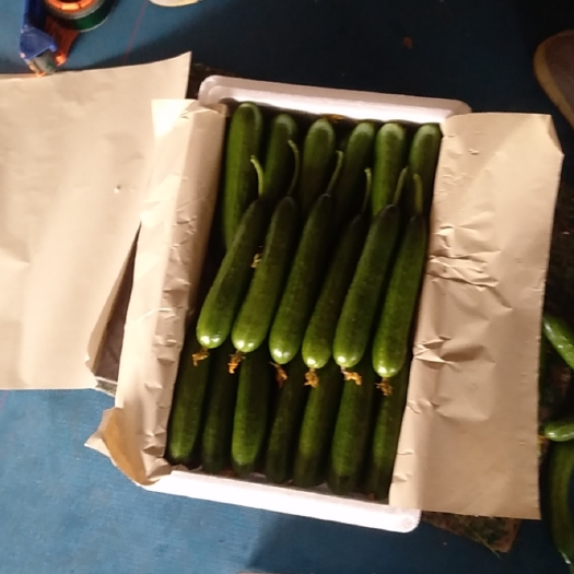 寿光市水果黄瓜 常年供应水果小黄瓜