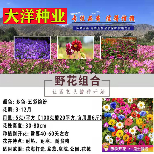 野花组合种子花卉种子四季播种开花不断见土就活庭院景观绿化花