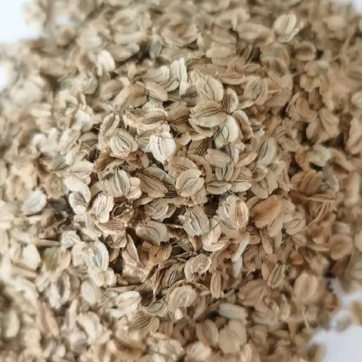 成都白芷种子