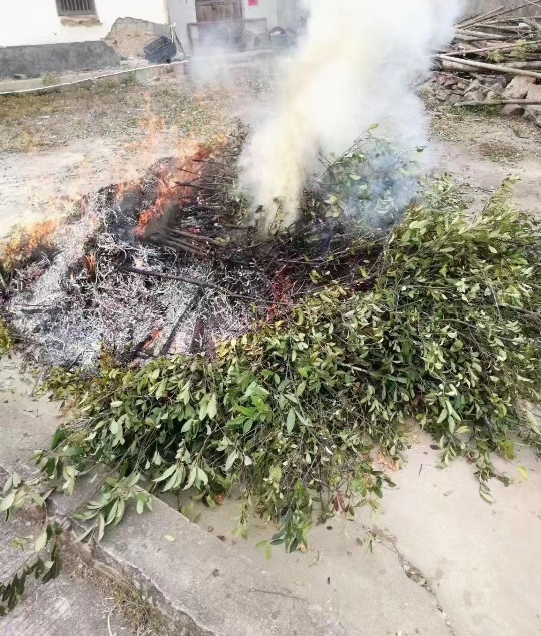  客家平远灰水黄粄