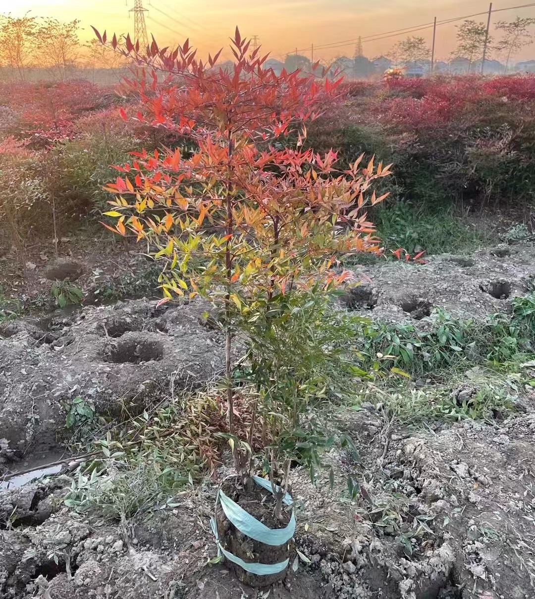  南天竹基地小苗盆栽丛生树苗南天竺盆景红天竹沭阳花木之乡