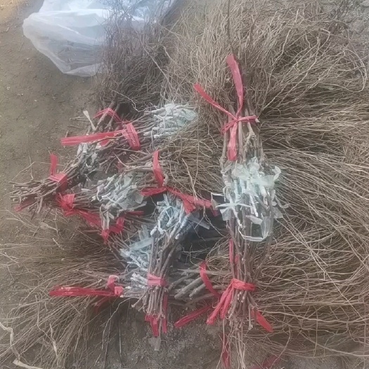 昌黎县藤稔葡萄苗乒乓球葡萄苗丰产性好抗病好吃