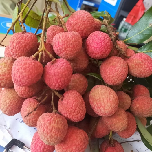 海口 白糖罂荔枝