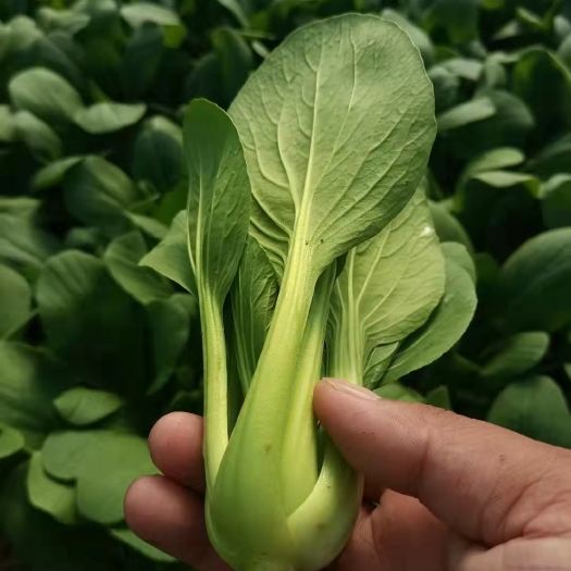 曹县上海青小油菜