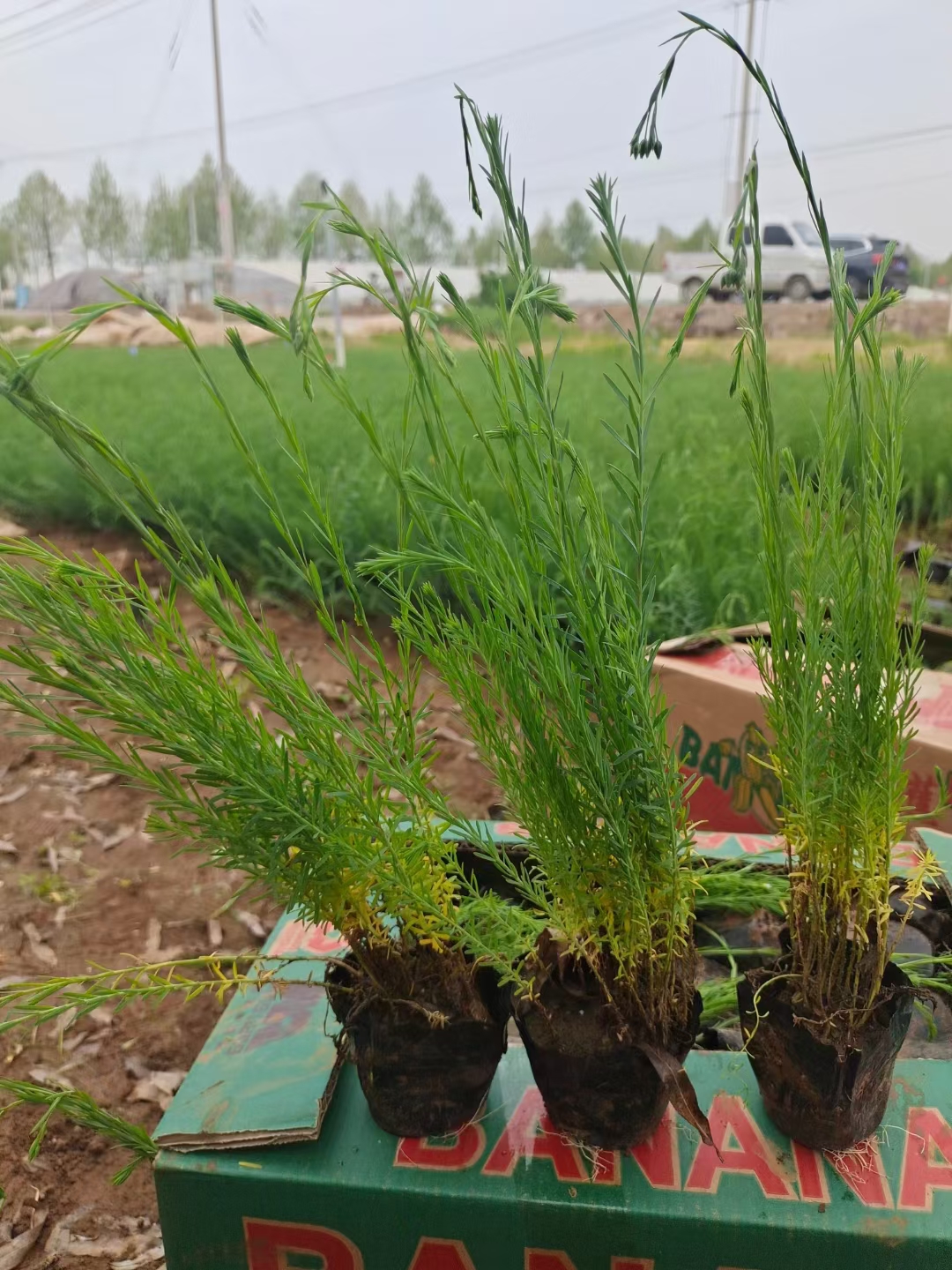 青州市蓝花亚麻工程苗，多芽蓝亚麻盆栽苗种植基地，蓝亚麻自产自销