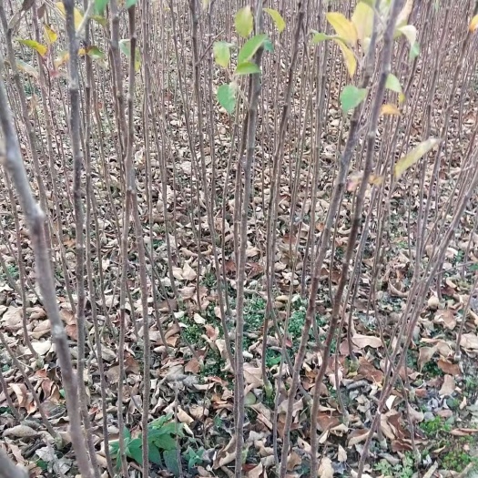 昭通云南冰糖心苹果苗  早熟中熟晚熟，红露，2001，富士