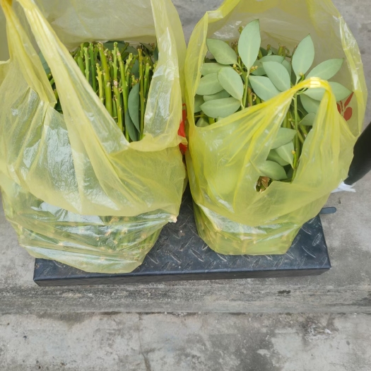 苍梧县八角树苗 大红八角嫁接枝条