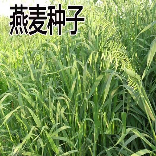 隆德县 燕麦种子热卖春秋季种植边锋燕麦牧草种子高产量饲料高营养